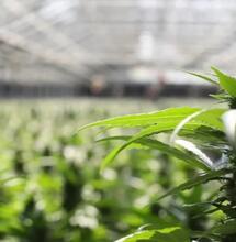 klachten wietgeur CanAdelaar