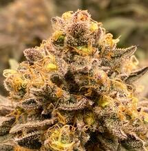 Kognitive Fähigkeiten - Dänische Langzeitstudie zu Cannabiskonsum