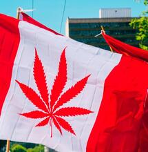 Kolejna nadprodukcja konopi indyjskich w Kanadzie