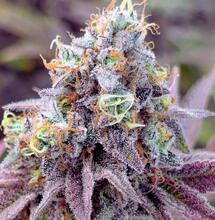 Kolory konopi: antocyjany i ich właściwości zdrowotne