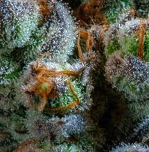 Komisja w Wiktorii wzywa do zmiany polityki