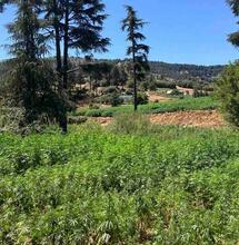 Koning Mohammed VI laat bijna 5000 cannabistelers vrij