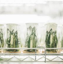 mikropropagace konopí