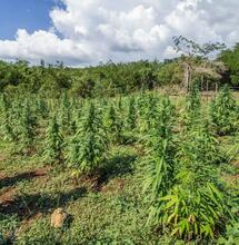 cbd konopí marihuana rozdíly