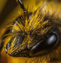 Konopie i pszczoły. Historia francuskiego pszczelarza