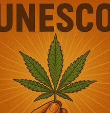 Konopie w UNESCO. Od stuletniej prohibicji do uznania kulturowego
