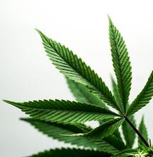 Jaký je rozdíl mezi psychoaktivní marihuanou a konopím