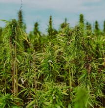 Konopí může zásadně podpořit udržitelnost