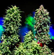Konopny biodiesel