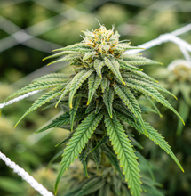 10 Top Tips for Mould Prevention When Growing Cannabis