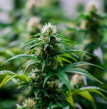 The best beginner's guide to nutrients and Cannabis