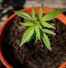 The best guide to growing Cannabis plants at home