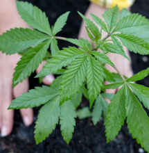 What Is Compost and Why It Is So Beneficial for Cannabis Plants?