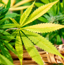 Why Are My Plants Turning Yellow? - Nitrogen and Cannabis Plants Explained