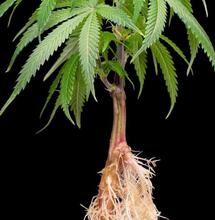 Korzenie konopi – zapomniany dar natury