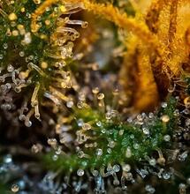 Korzyści ze stosowania techniki SoG