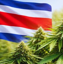 Kostaryka realizuje pierwszy eksport medycznej marihuany do Unii Europejskiej