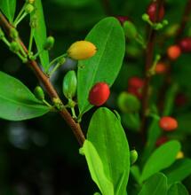 Krasnodrzew pospolity. Jak wygląda uprawa Erythroxylum coca