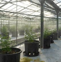 Křemík a jeho funkce při pěstování konopí