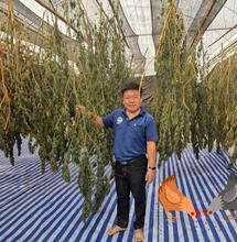 Kurczaki karmione marihuaną są zdrowsze