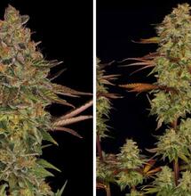 Kush Mintz, la fusée multi-florale