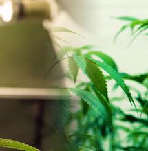 Kweekverslag: Northern Lights automatic