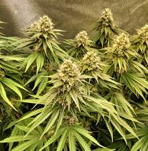 10 Ways To Grow The Biggest Cannabis Yields