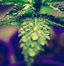 LED osvětlení pro pěstování rostlin a teplota