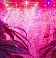 Cómo fabricar una lámpara LED para cannabis?