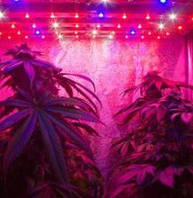 LED, inicios en el cultivo de cannabis.