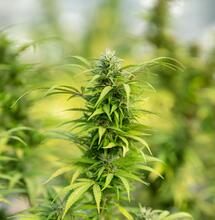 La Técnica de Lámina de Nutrientes (NFT) en el Cultivo de Marihuana