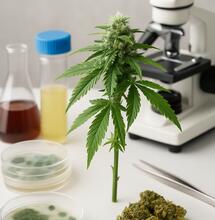 La seguridad del cultivo de marihuana: una prioridad para la salud