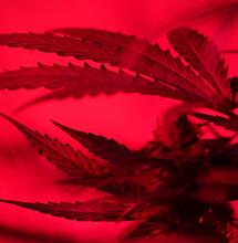 La iluminación en el cultivo de marihuana