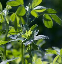 L'autre plante du mois : la Luzerne, héritage ancestral et avenir agricole