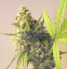 Les hybrides made in 974