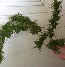 Une branche de Zamal Mangue-carotte qui vient d'être récoltée.