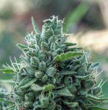 Ventajas y desventajas de las automáticas.