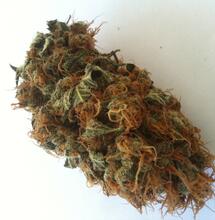 Culture de landraces et d'hybrides sur l'île de La Réunion Pt1