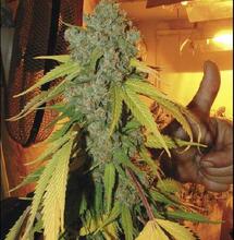 La Culture pour les Nuls Premier partie