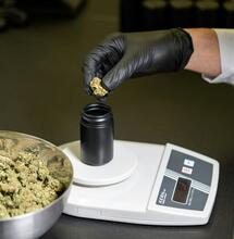 Lab Testing Cannabis for Quality and Safety 