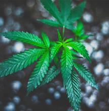 Wie man Cannabissamen richtig lagert