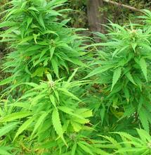 Preparación del cultivo