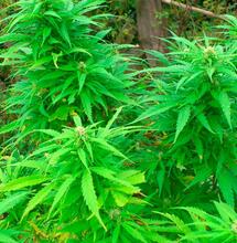 Fotoperiodo y cultivo de exterior (1ª parte)