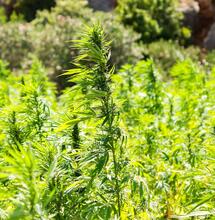 Las ventajas del cultivo de cáñamo y sus productos