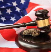 Last Prisoner Project's State of Cannabis Justice report 