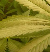 Étude : le Le cannabis se révèle efficace contre les douleurs neuropathiques