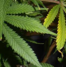 Du faux haschich en vente légalement sur internet