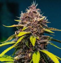 Legalizacja w praktyce. Pierwsza kompletna lista CSC w Niemczech