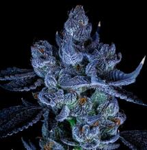 Legalna marihuana w Niemczech