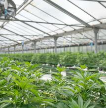 Legální pěstírny konopí v Nizozemsku bojují se zápachem